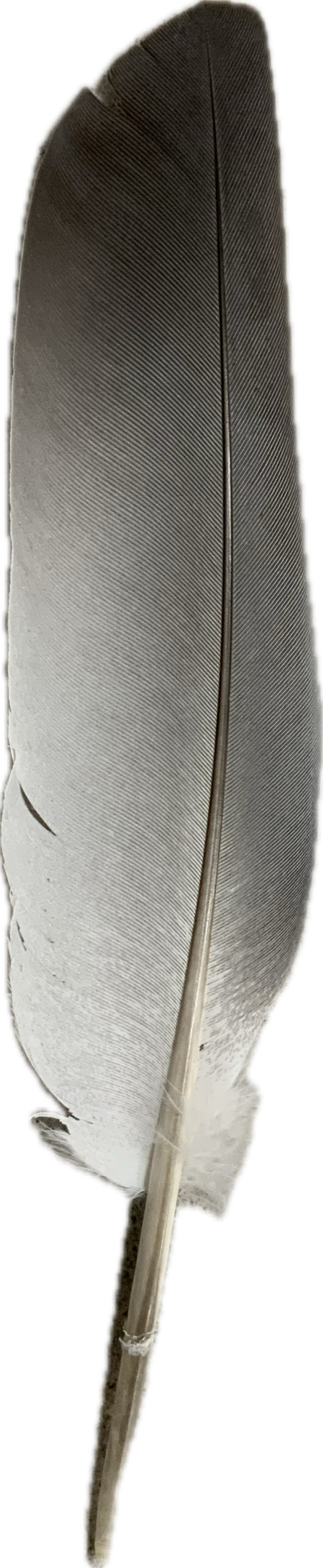 Pucha Blade