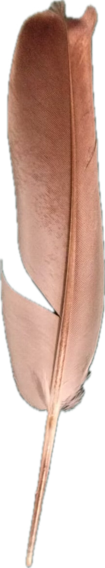 Piwimasa